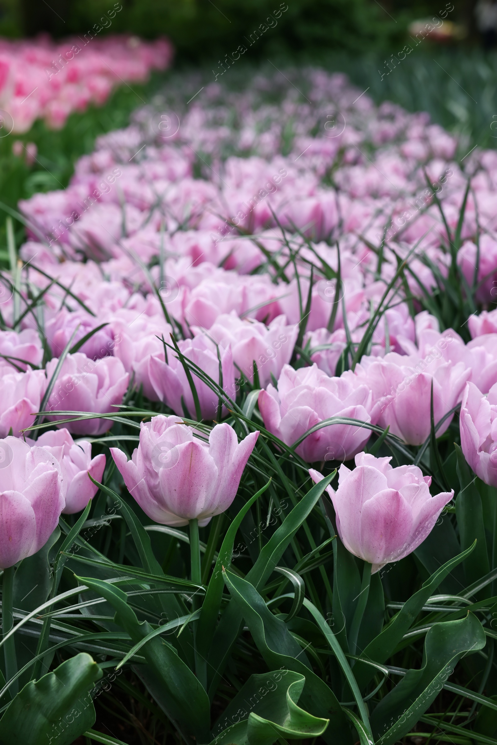 Photo of Beautiful tulip flowers growing outdoors, closeup. Spring season