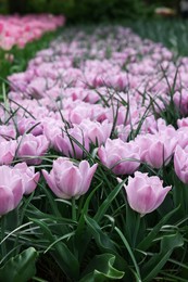 Beautiful tulip flowers growing outdoors, closeup. Spring season