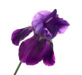 Beautiful iris isolated on white. Spring flower