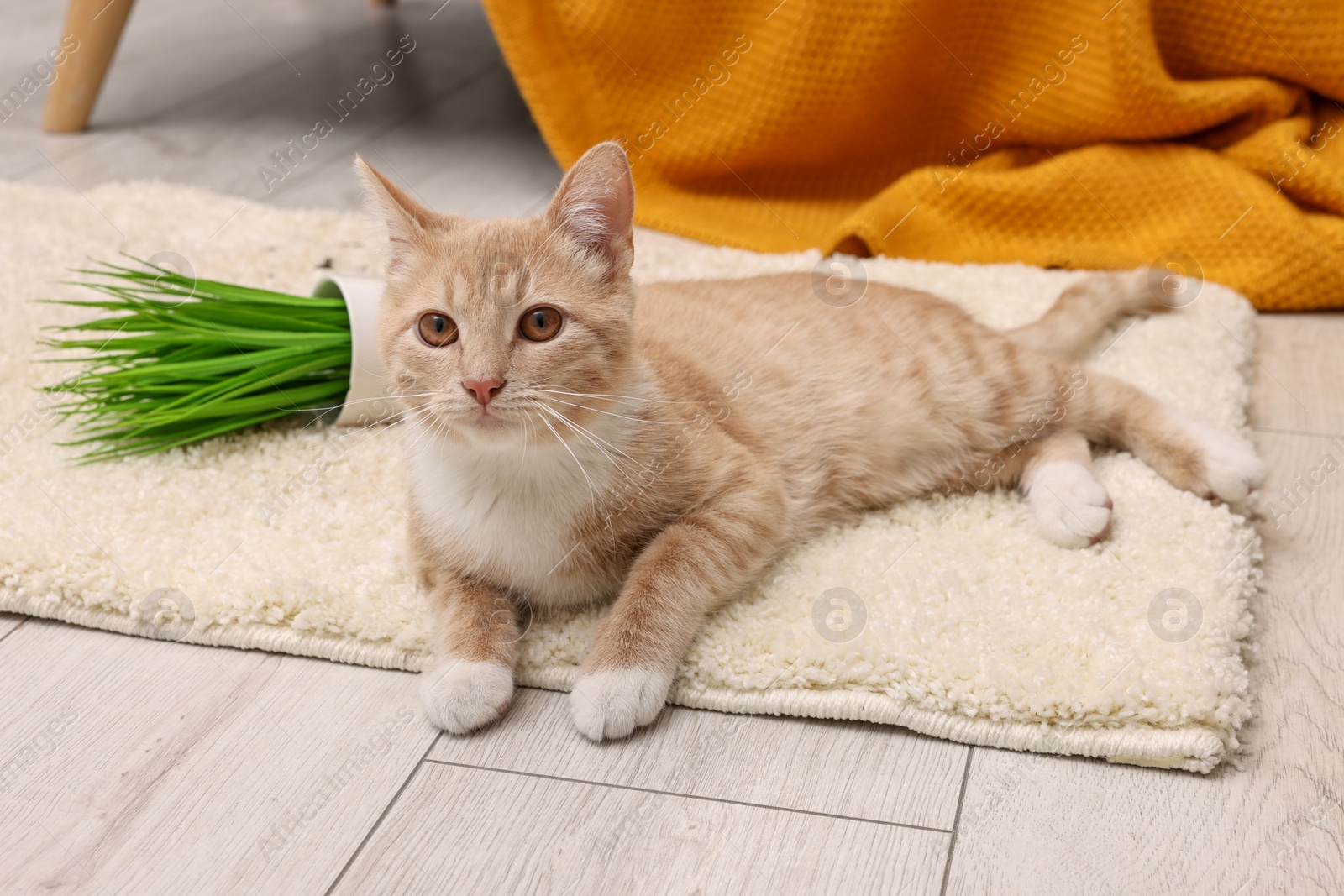 Photo of Cute ginger cat near overturned houseplant on carpet at home