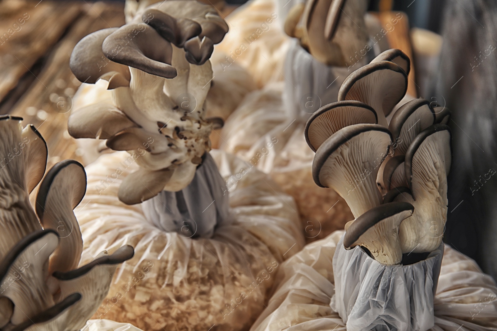 Photo of Oyster mushrooms growing in sawdust, closeup. Cultivation of fungi