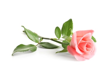 Photo of Beautiful rose flower on white background