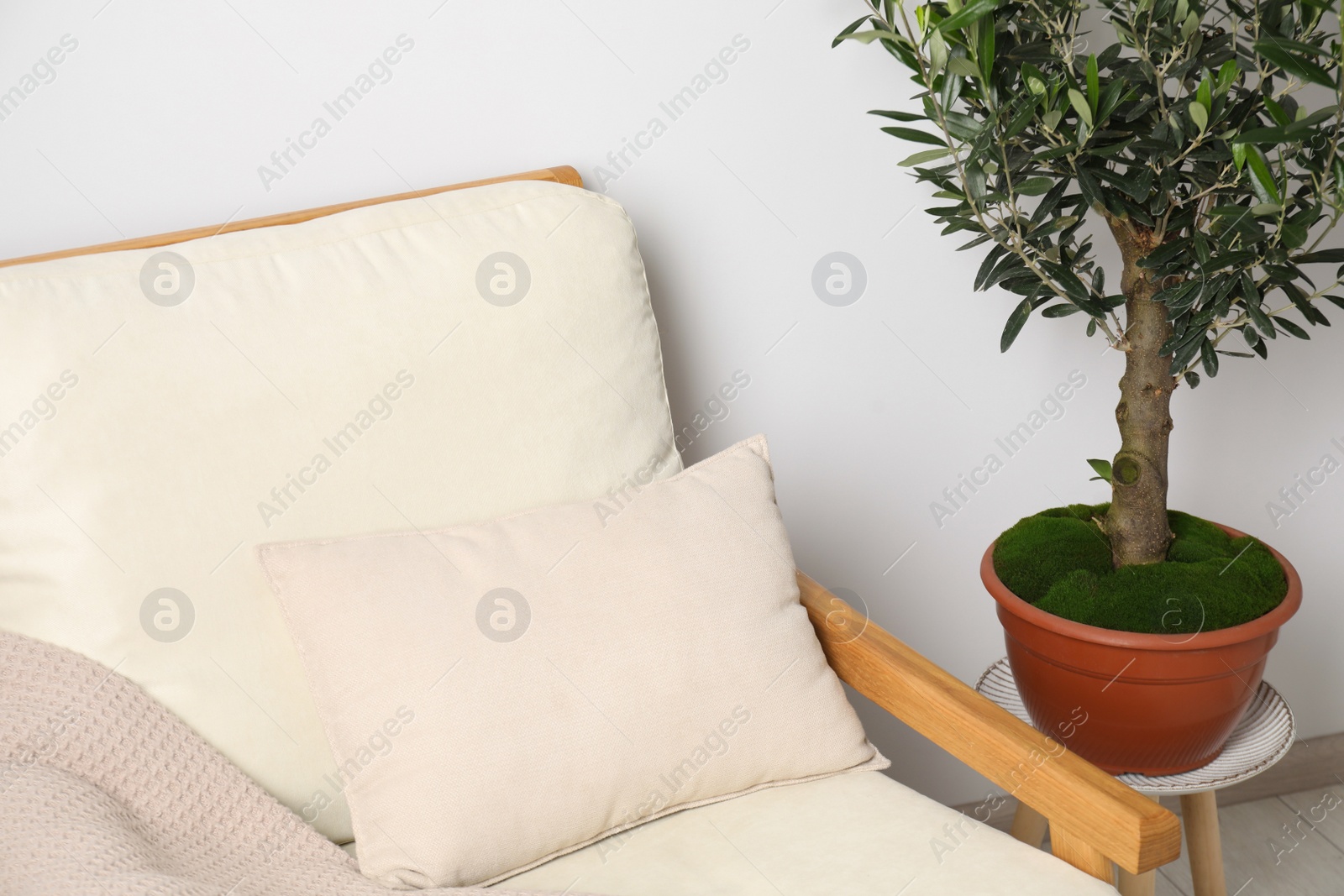 Photo of Pot with olive tree near cozy armchair in room. Interior design