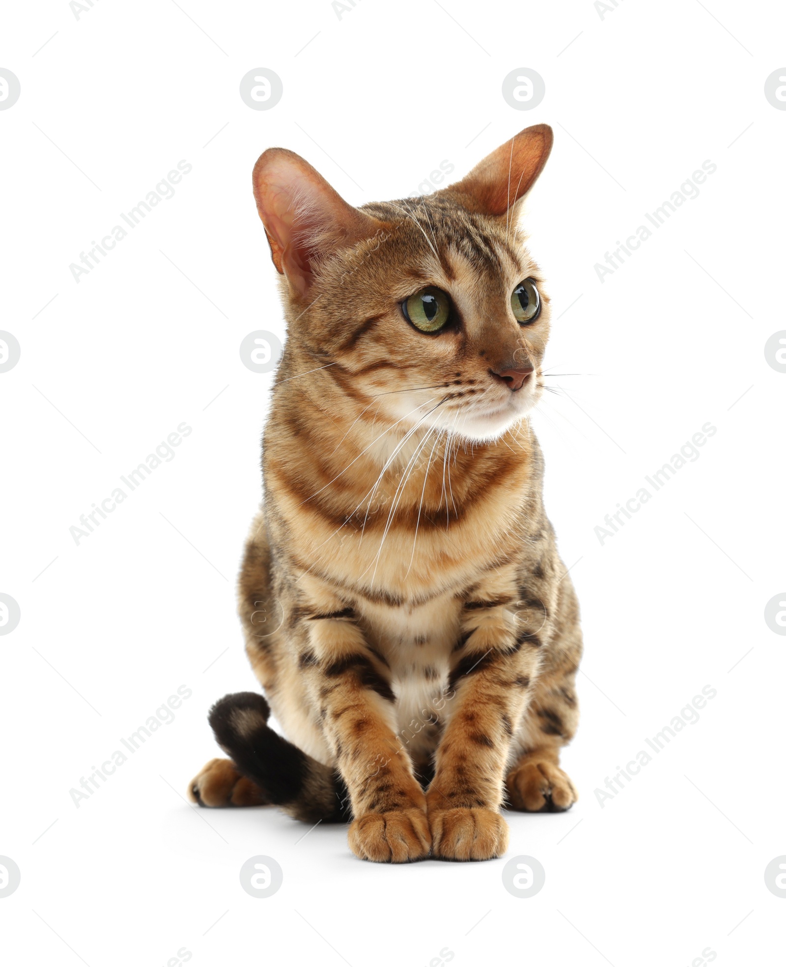 Photo of Cute Bengal cat on white background. Adorable pet