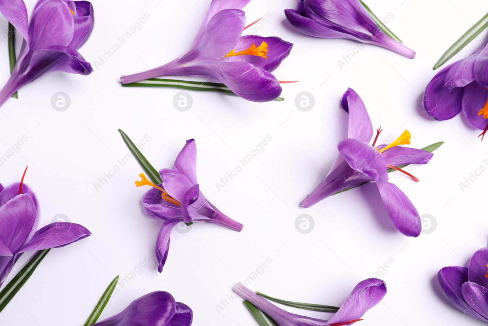 Photo of Beautiful Saffron crocus flowers on white background, flat lay