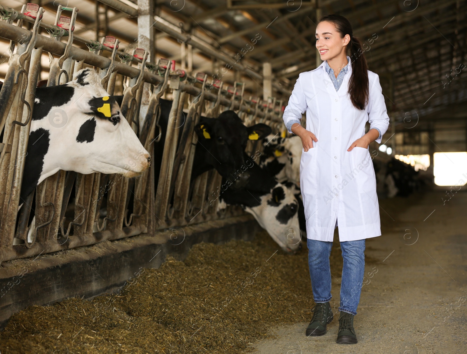 Photo of Professional veterinarian and cows on farm. Animal husbandry