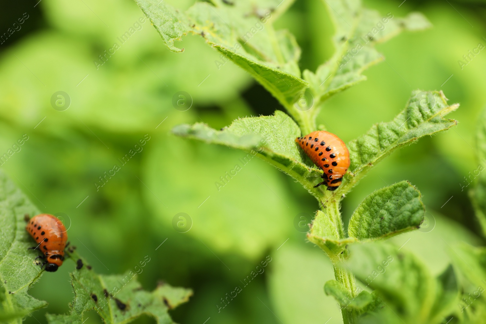 Photo of Colorado potato beetle larvae on plant outdoors, closeup