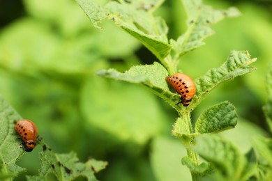 Photo of Colorado potato beetle larvae on plant outdoors, closeup