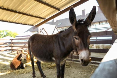 Cute funny donkey on farm. Animal husbandry