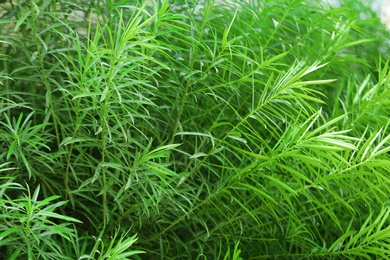 Green plant at tropical resort on sunny day