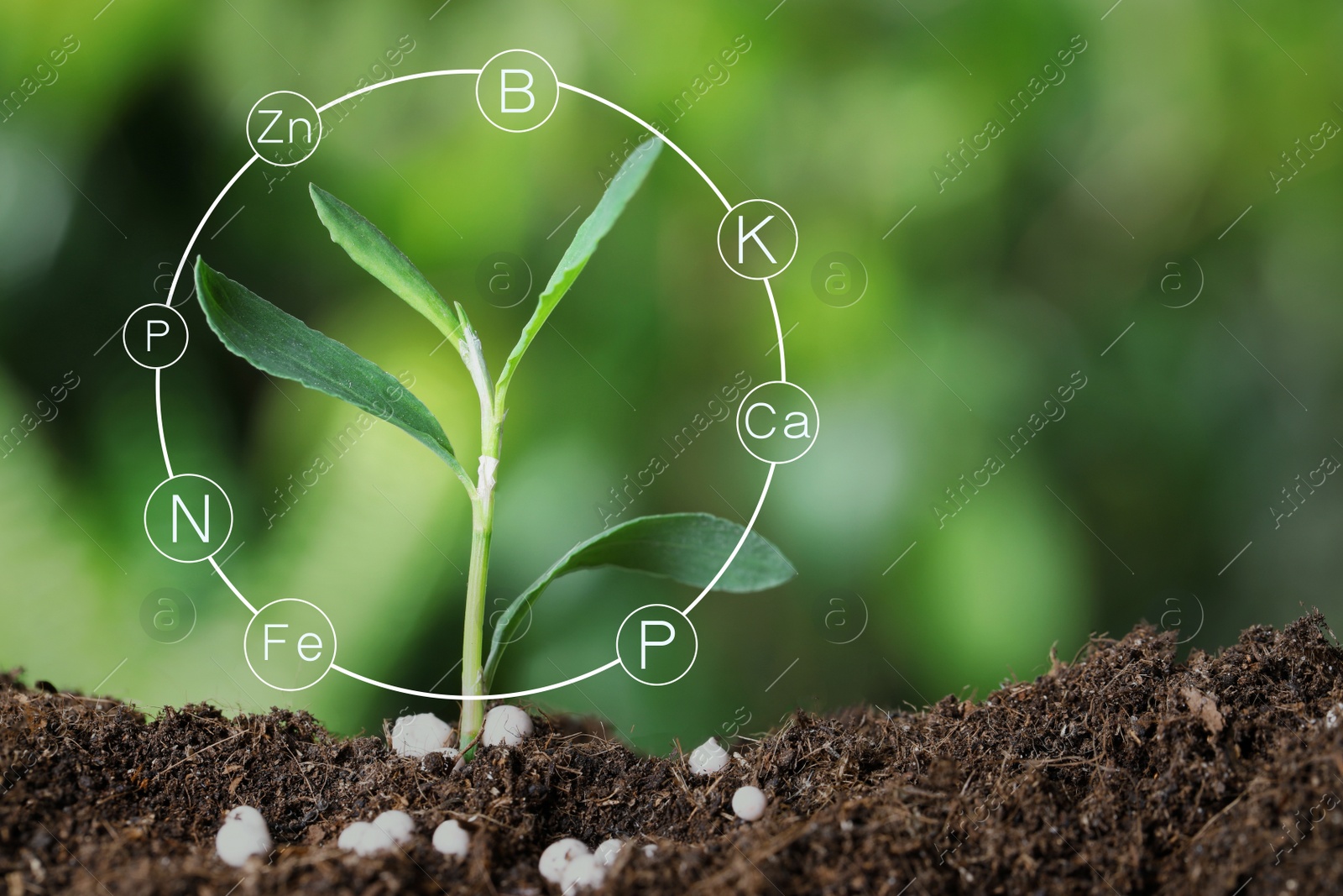 Image of Mineral fertilizer. Young seedling growing in soil, closeup