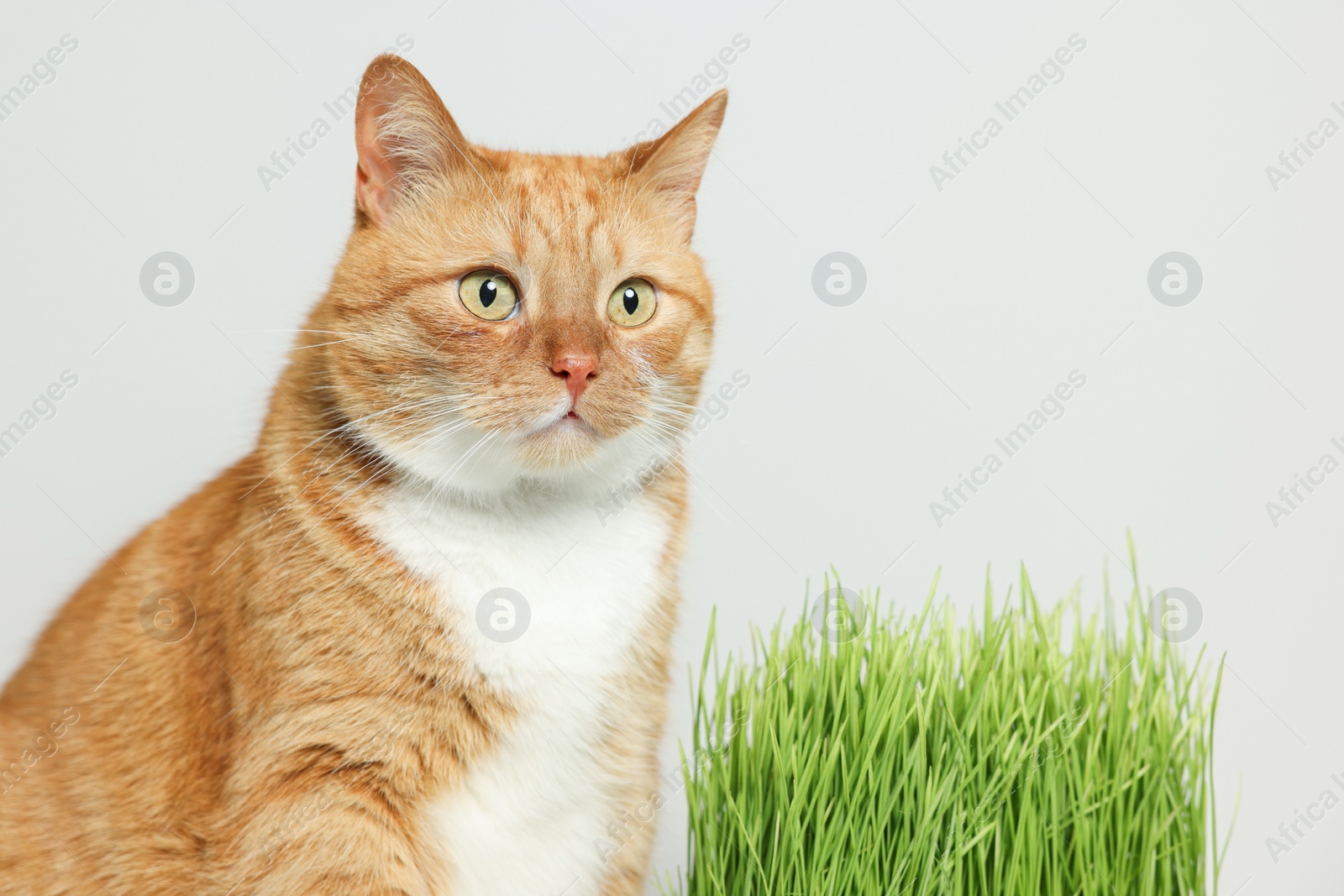 Photo of Cute ginger cat and green grass near light grey wall