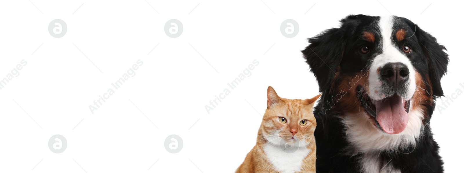 Image of Cute cat and adorable dog on white background. Banner design with space for text