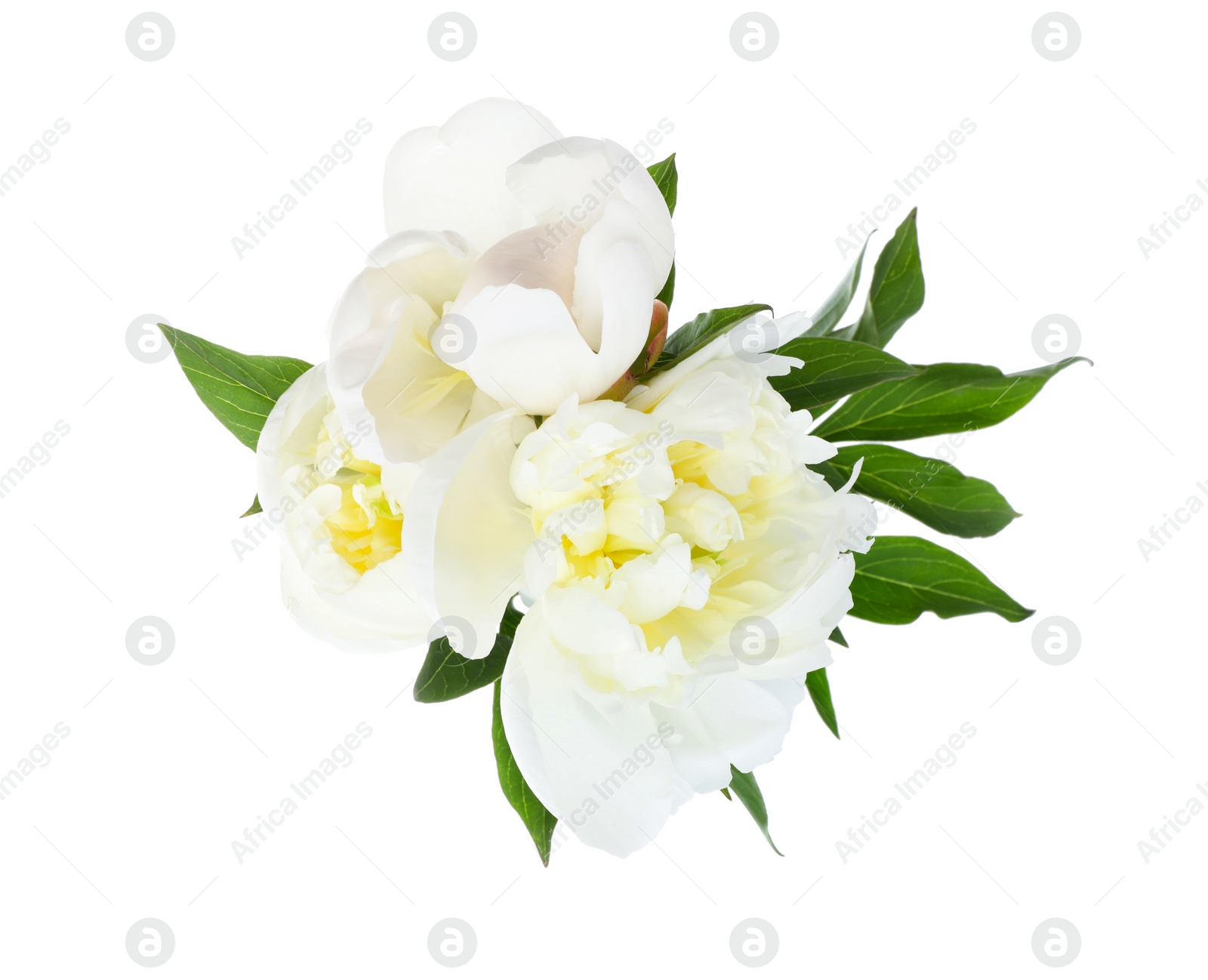 Photo of Beautiful blooming peony flowers isolated on white