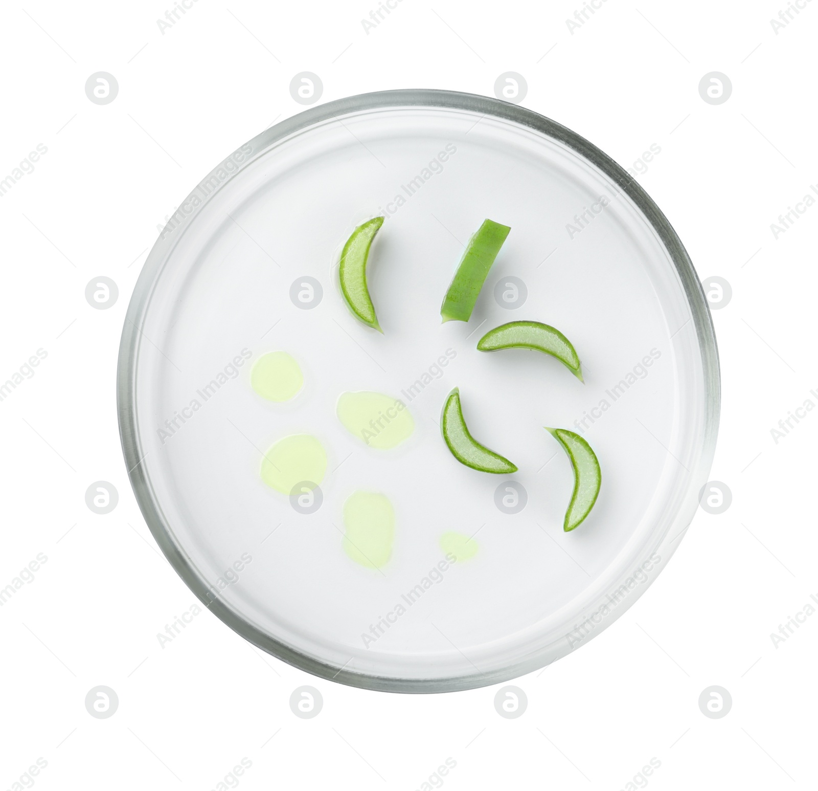 Photo of Petri dish with aloe plant isolated on white, top view