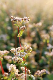 Photo of Many beautiful buckwheat flowers growing in field on sunny day