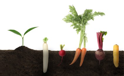 Seedling and different root vegetables growing in soil against white background