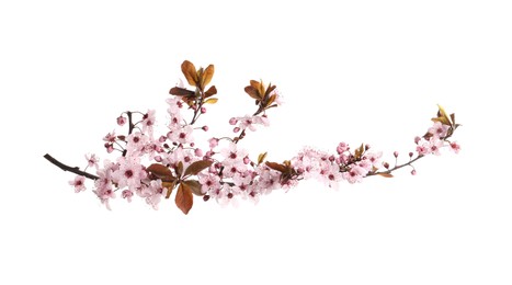 Sakura tree branch with beautiful pink blossoms isolated on white