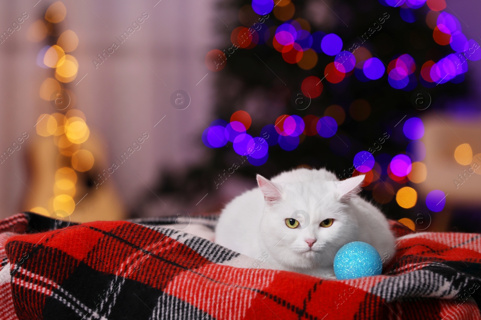 Photo of Christmas atmosphere. Cute cat with bauble lying on plaid indoors. Space for text