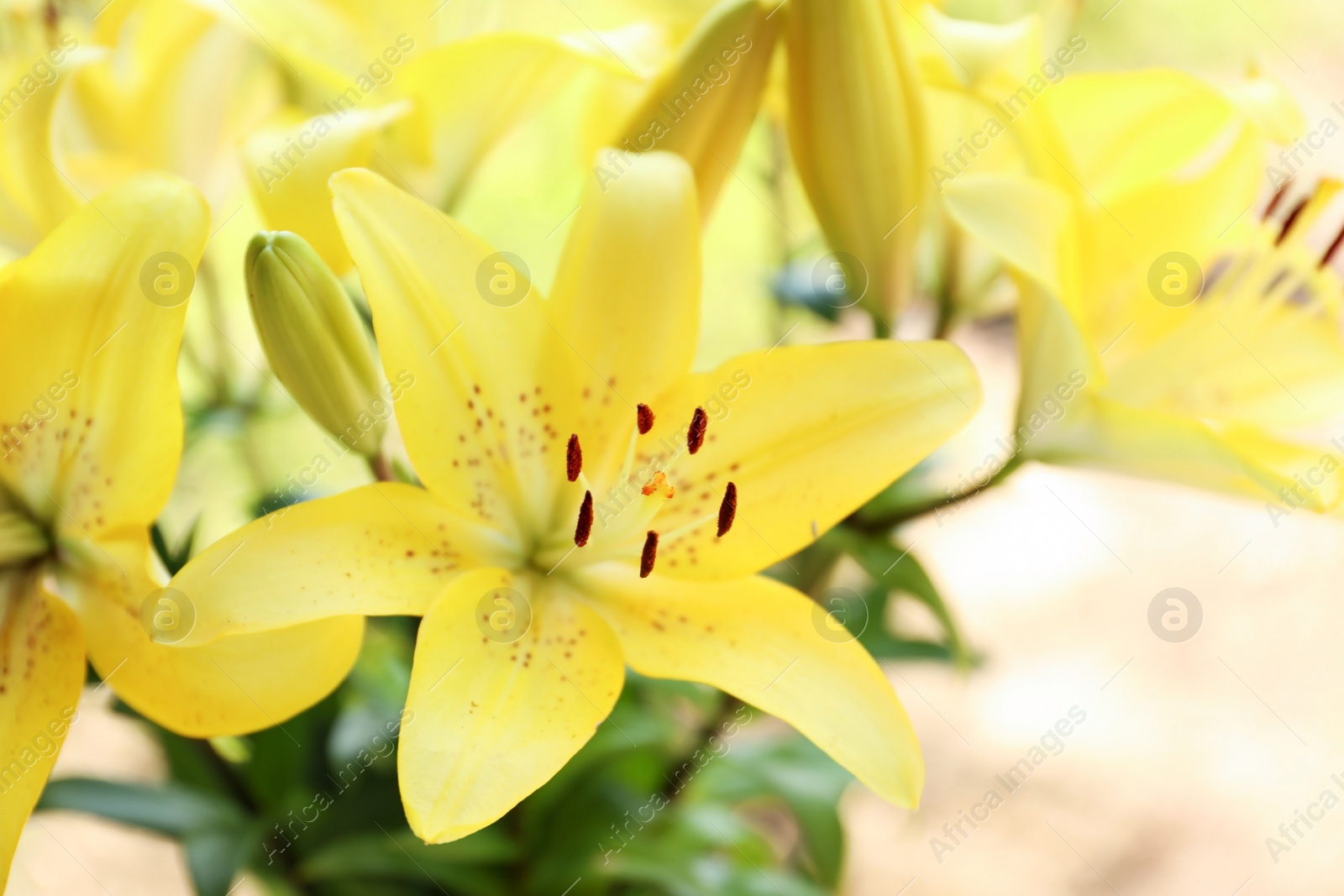 Photo of Beautiful blooming lily flowers in garden, closeup