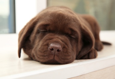 Photo of Chocolate Labrador Retriever puppy sleeping on window sill