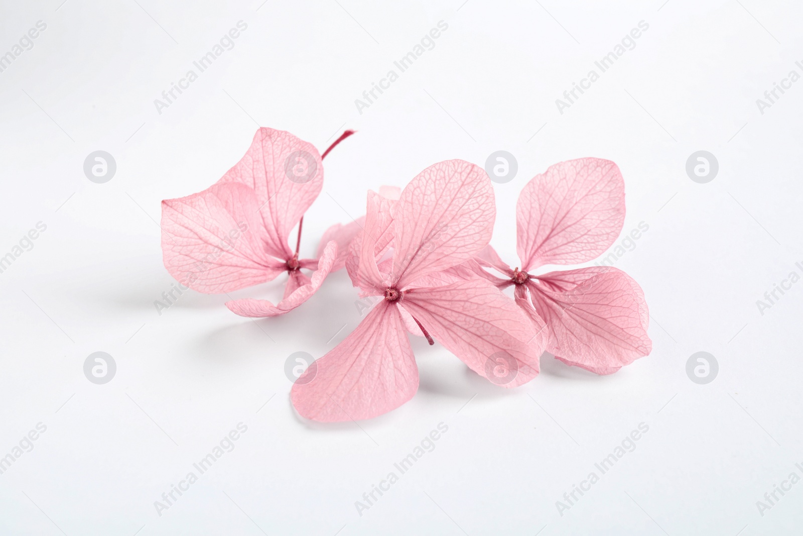 Photo of Beautiful pink hortensia flowers on white background