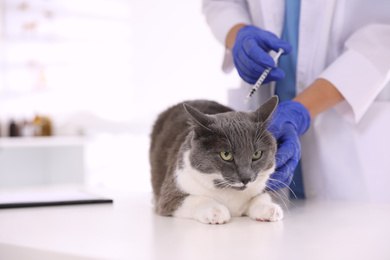 Photo of Professional veterinarian vaccinating cute cat in clinic, closeup