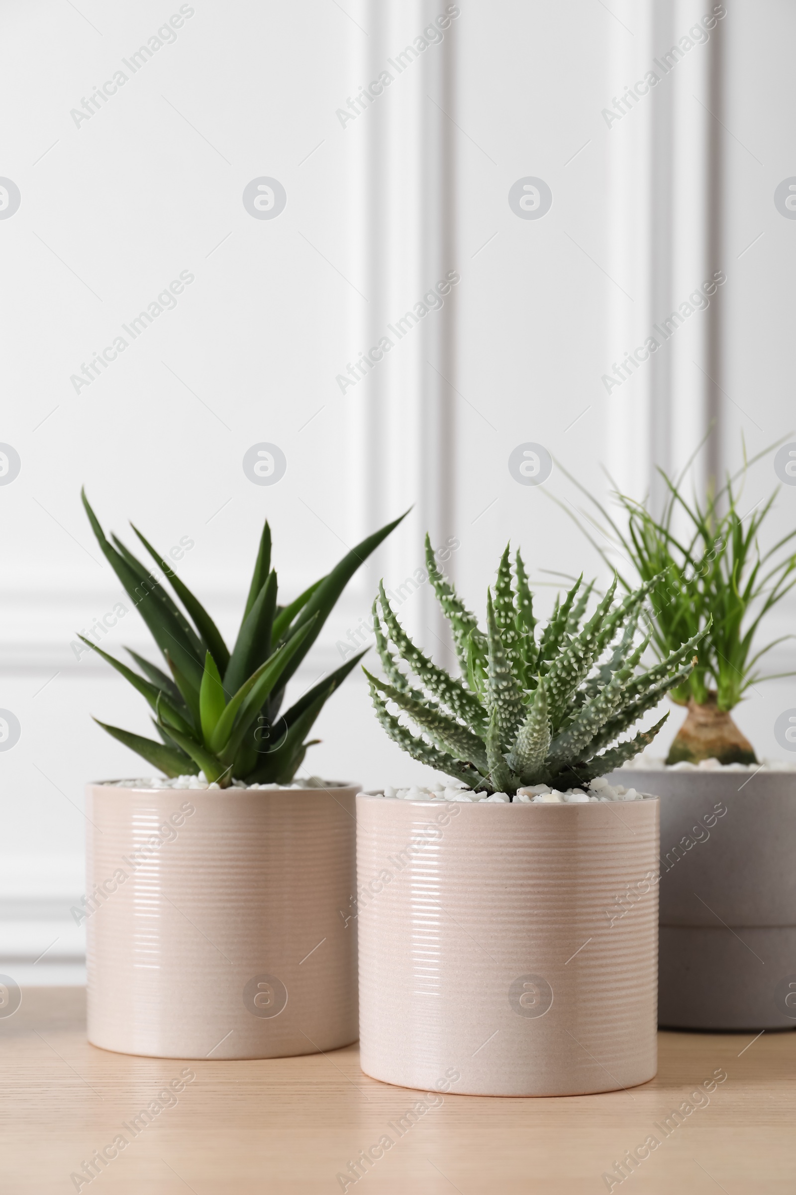 Photo of Beautiful Aloe and Nolina in pots on wooden table. Different house plants