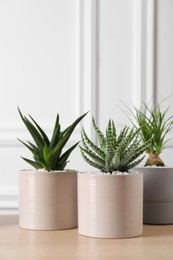 Photo of Beautiful Aloe and Nolina in pots on wooden table. Different house plants