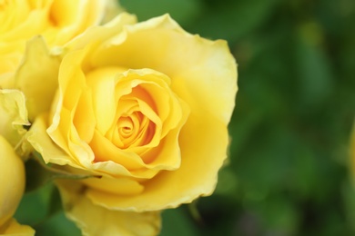 Photo of Beautiful blooming roses in garden on summer day, closeup. Space for text