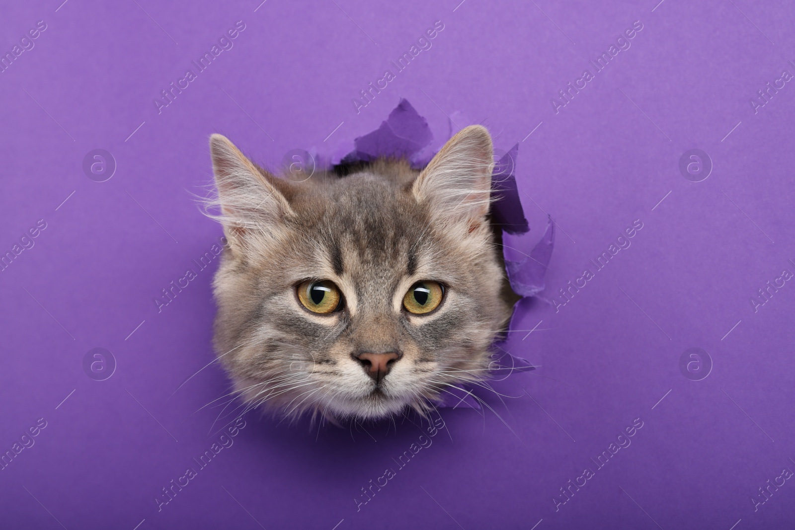 Photo of Cute cat looking through hole in purple paper