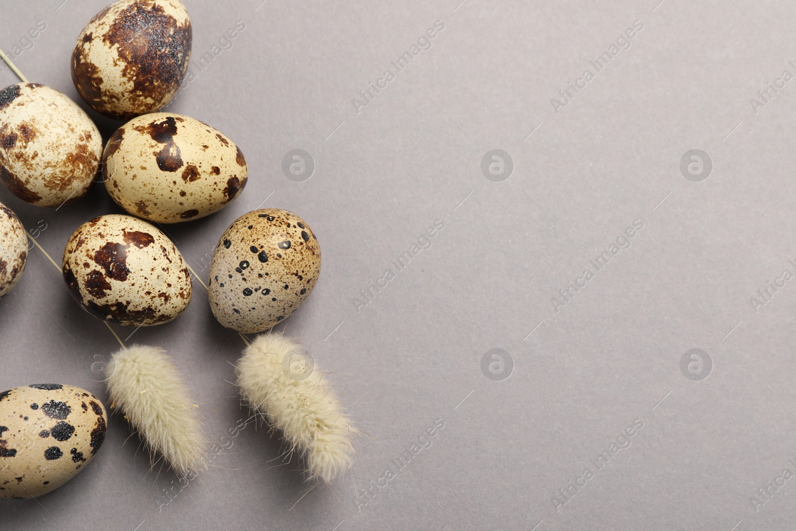 Photo of Speckled quail eggs and dry flowers on light grey background, flat lay. Space for text