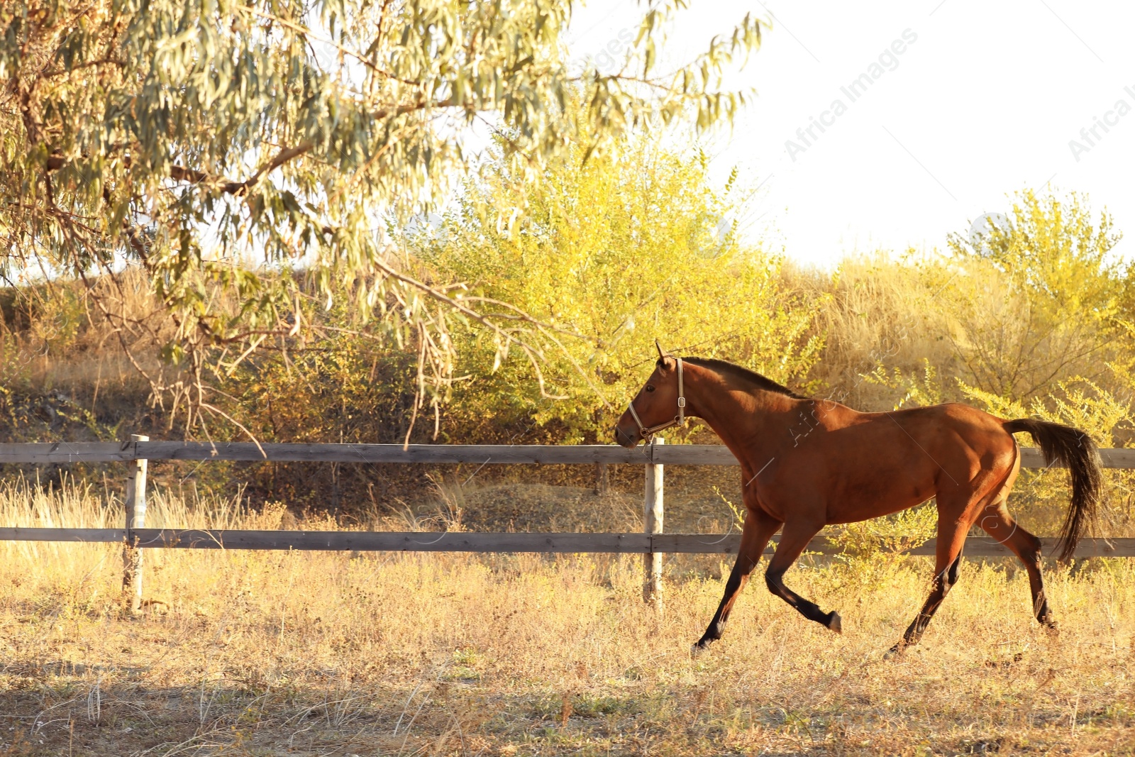 Photo of Chestnut horse outdoors on sunny day. Beautiful pet