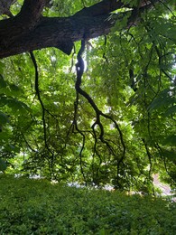 Photo of Beautiful chestnut tree with lush green leaves growing outdoors