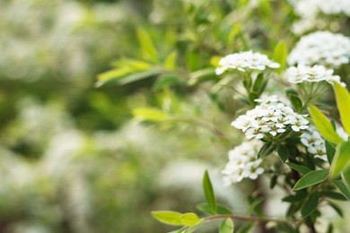 Photo of Beautiful spiraea shrub with white blossoms on blurred background, closeup and space for text. Spring season
