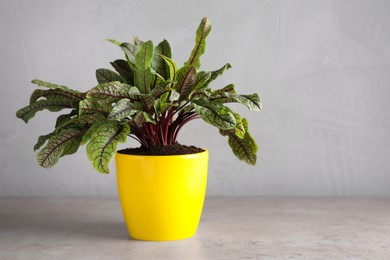Photo of Sorrel plant in pot on grey table
