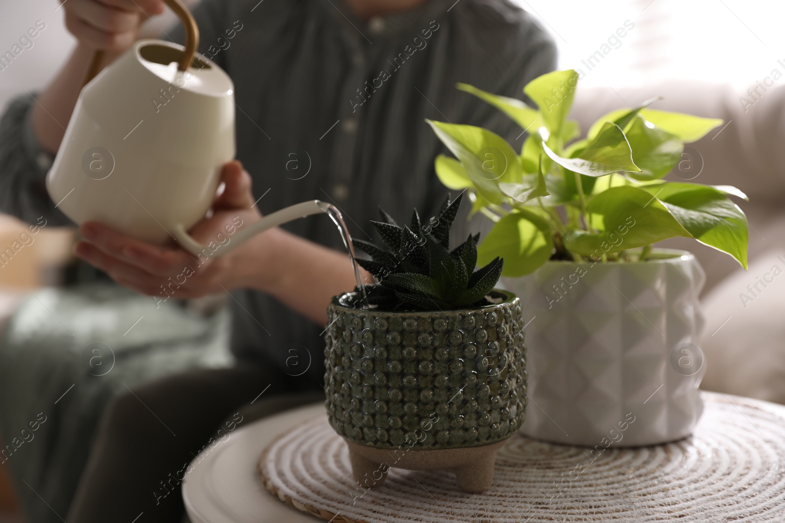 Photo of Woman watering beautiful potted plant indoors, closeup. Floral house decor