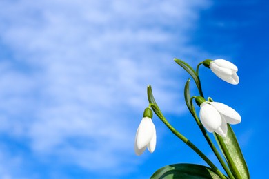 Beautiful blooming snowdrops against blue sky, space for text. Spring flowers