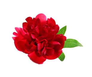 Photo of Beautiful blooming peony flower on white background