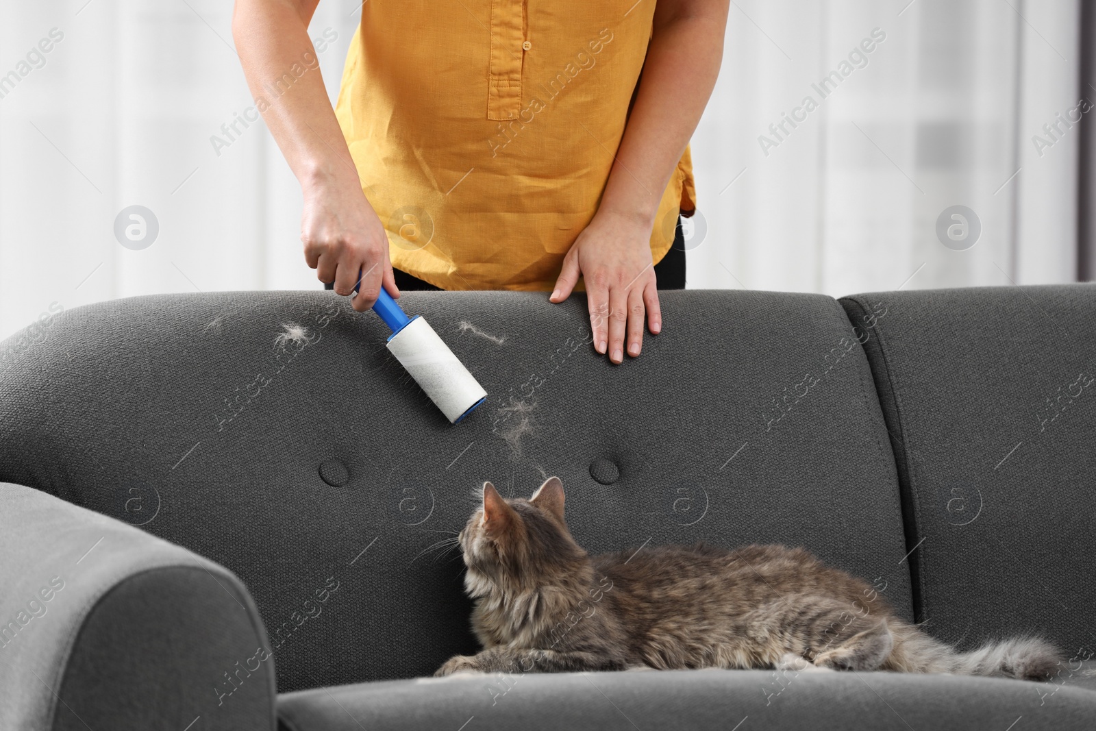 Photo of Pet shedding. Woman with lint roller removing cat`s hair from sofa at home, closeup