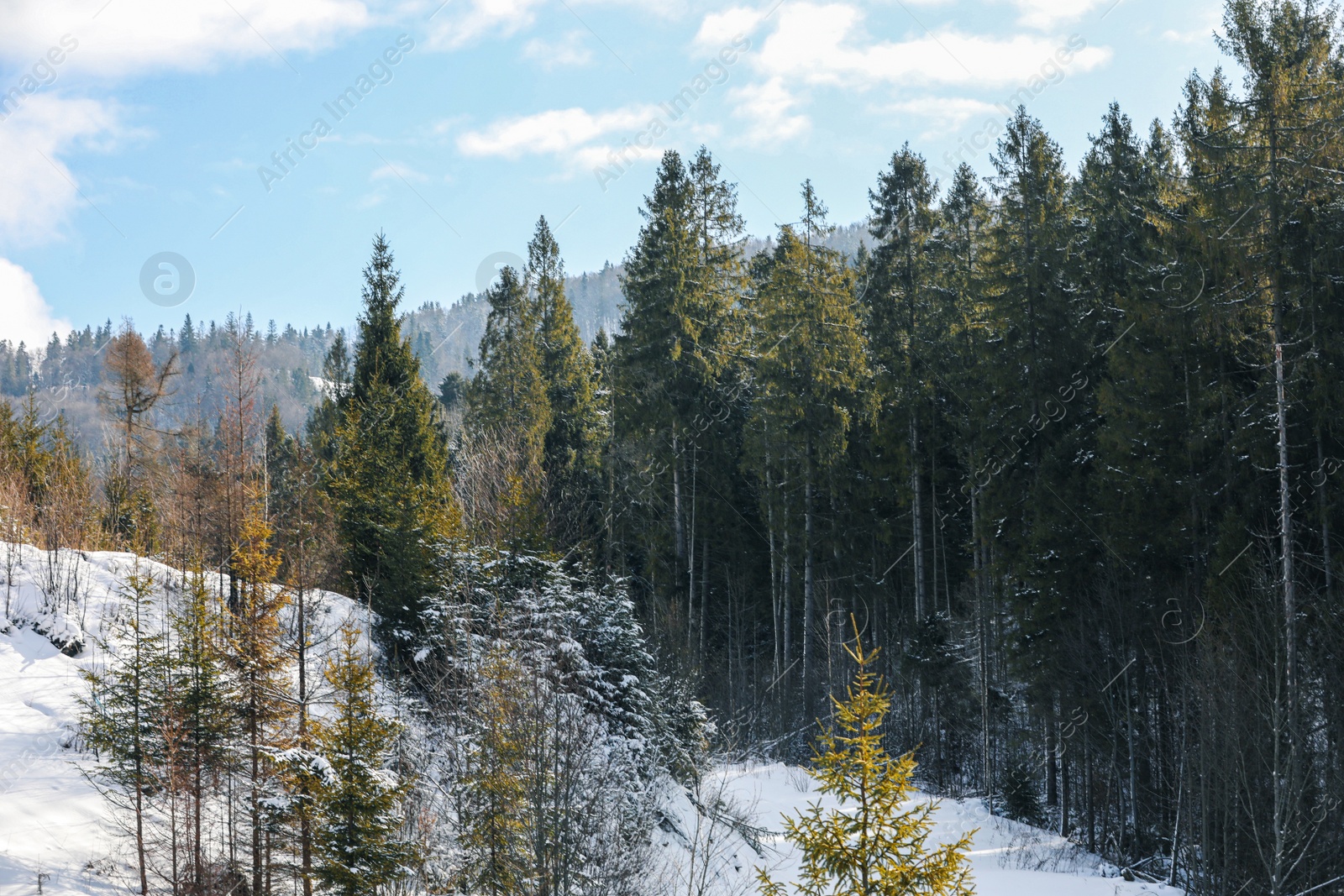 Photo of Beautiful view of conifer forest on snowy winter day