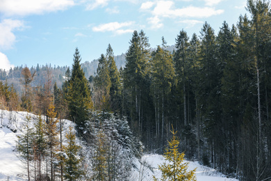 Beautiful view of conifer forest on snowy winter day