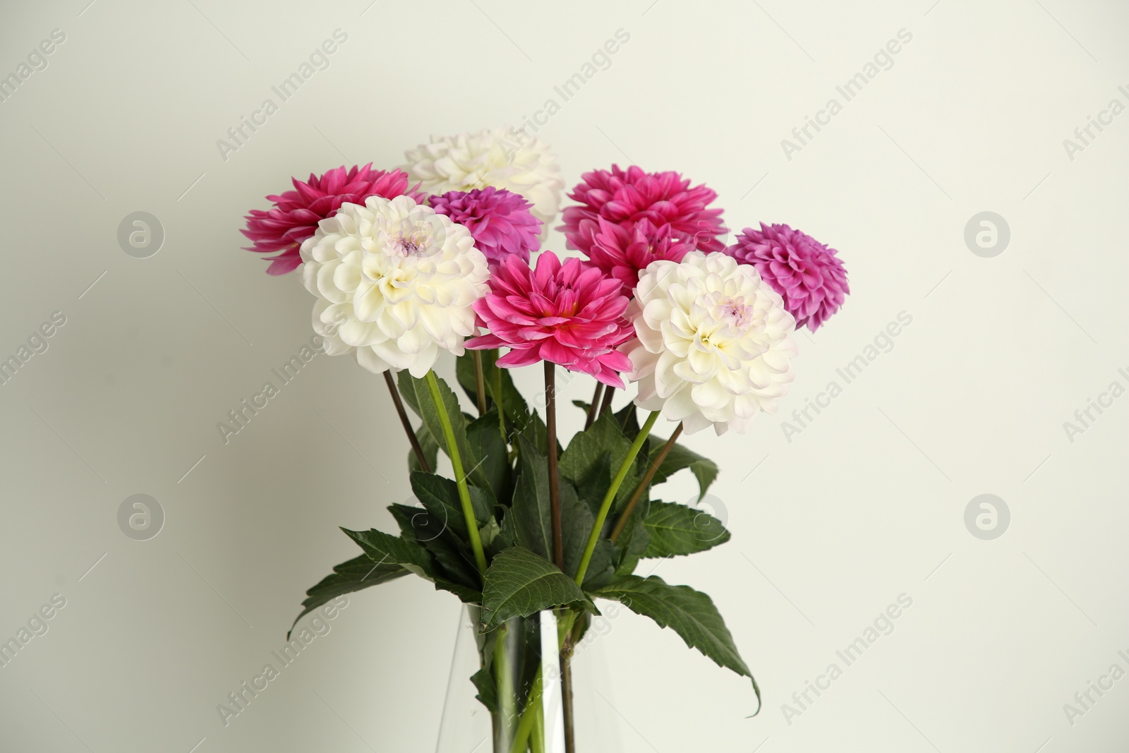 Photo of Bouquet of beautiful Dahlia flowers near white wall