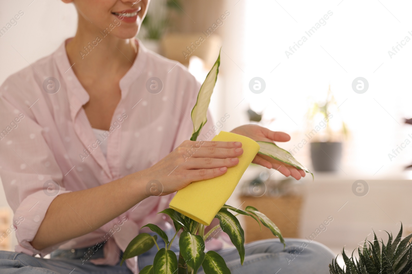 Photo of Young woman wiping Dieffenbachia plant at home, closeup. Engaging hobby