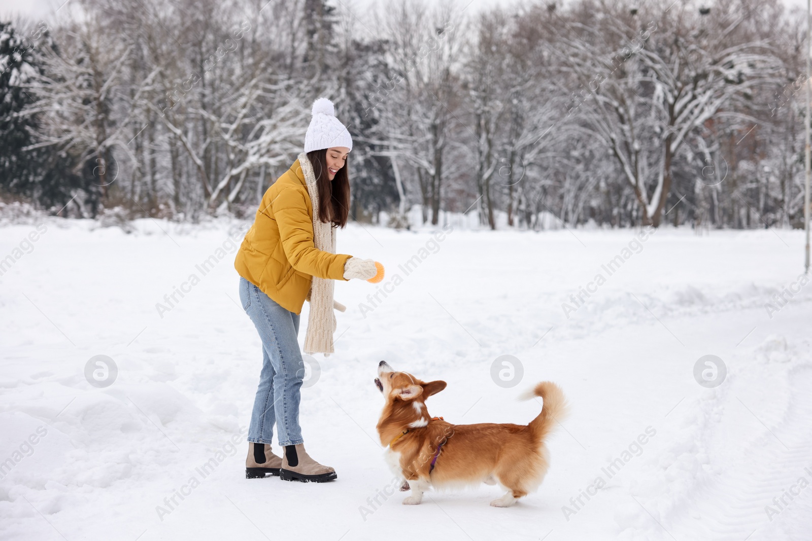 Photo of Woman and adorable Pembroke Welsh Corgi dog playing with ball in snowy park