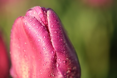 Photo of Blossoming tulip with dew drops on sunny spring day
