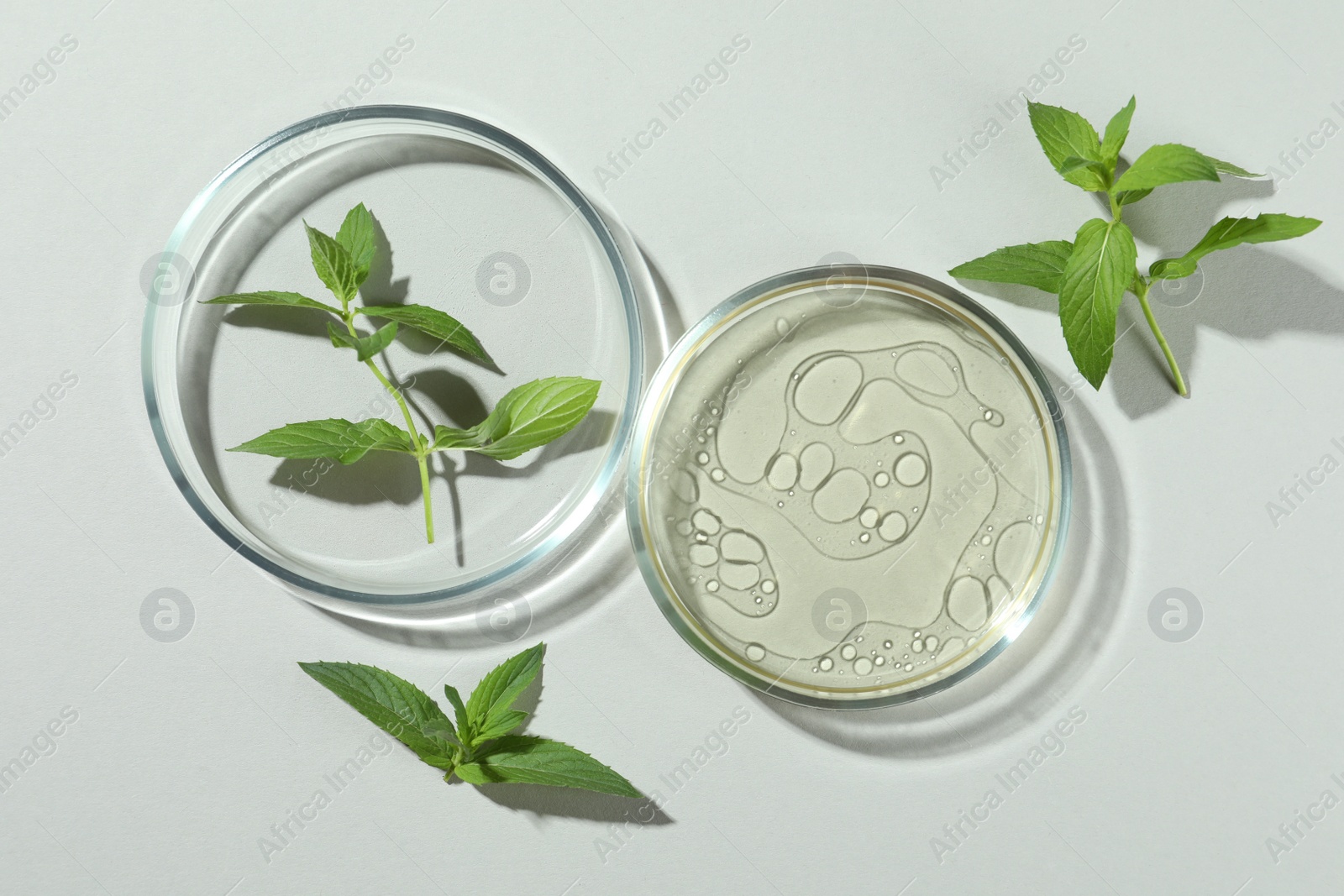 Photo of Flat lay composition with Petri dishes and plants on light grey background