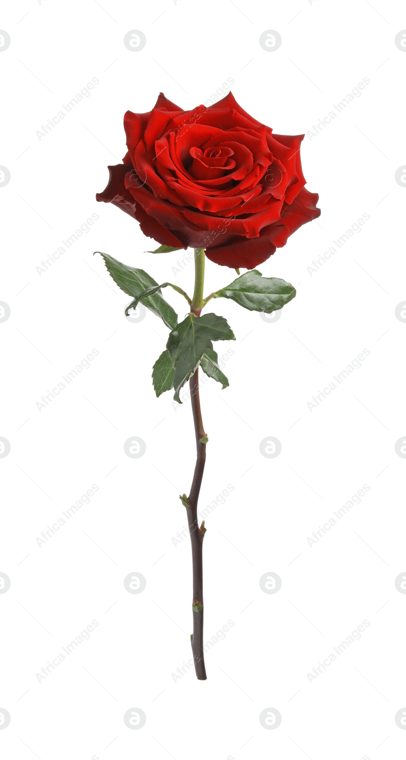 Photo of Beautiful fresh red rose isolated on white