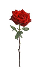 Photo of Beautiful fresh red rose isolated on white