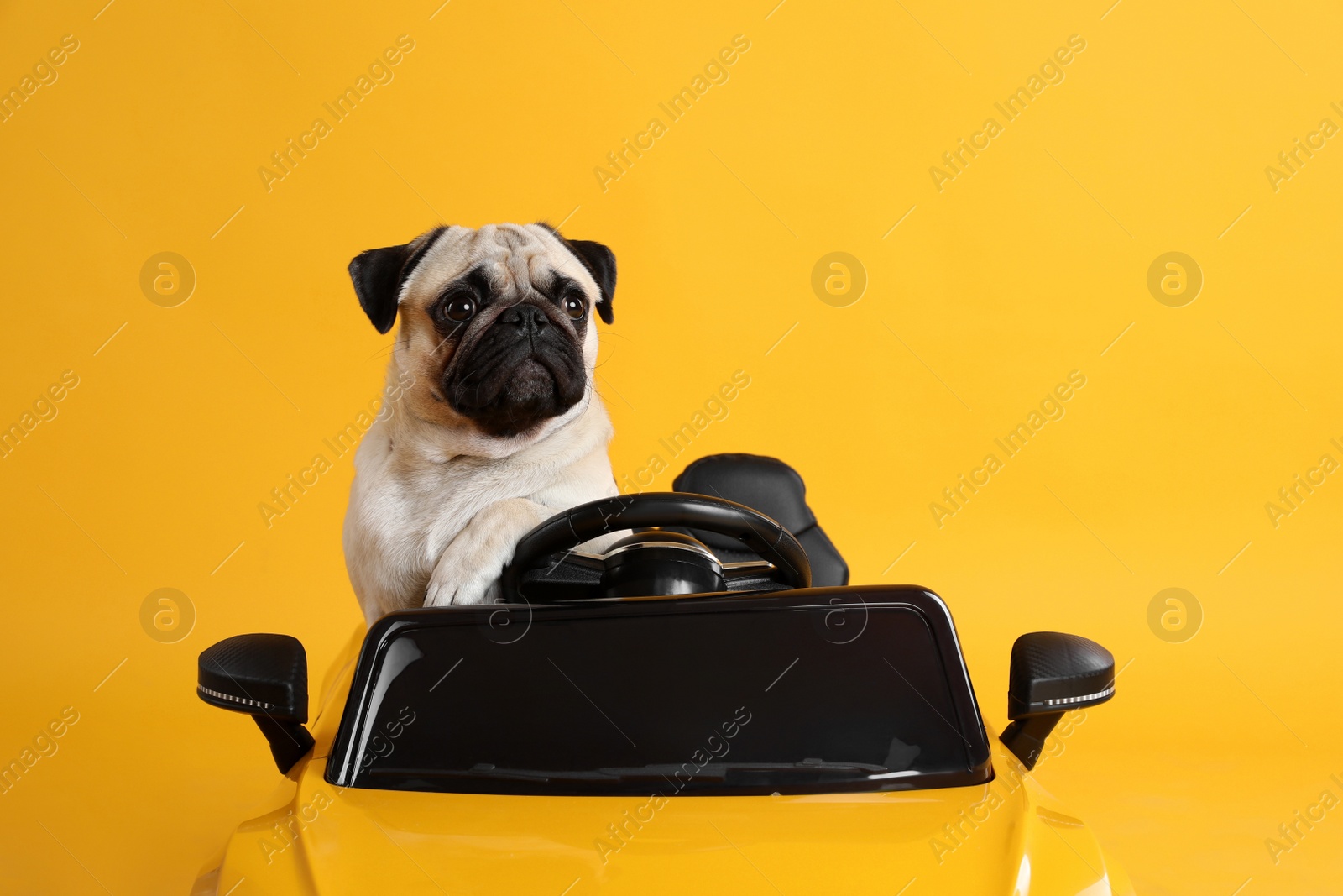 Photo of Adorable pug dog in toy car on yellow background